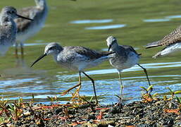 Stilt Sandpiper
