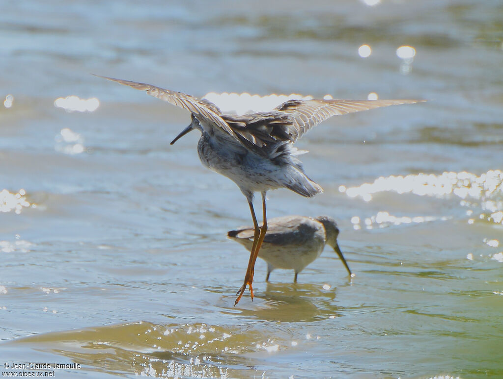 Stilt Sandpiper