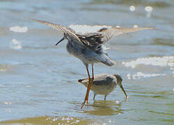 Stilt Sandpiper