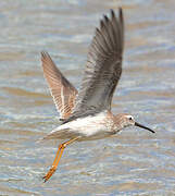 Stilt Sandpiper