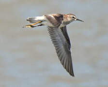 Long-toed Stint