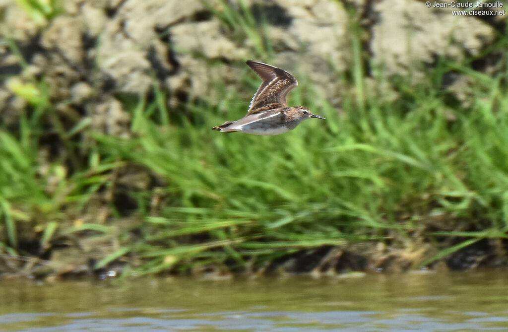 Long-toed Stintadult, Flight