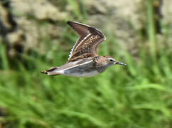 Long-toed Stint