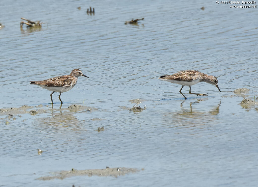 Long-toed Stint