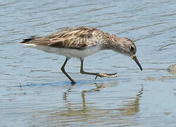 Long-toed Stint