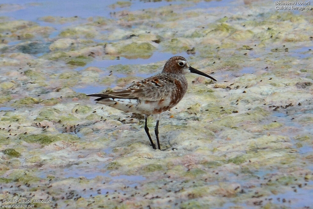 Curlew Sandpiper male adult breeding, Behaviour