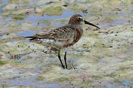 Curlew Sandpiper