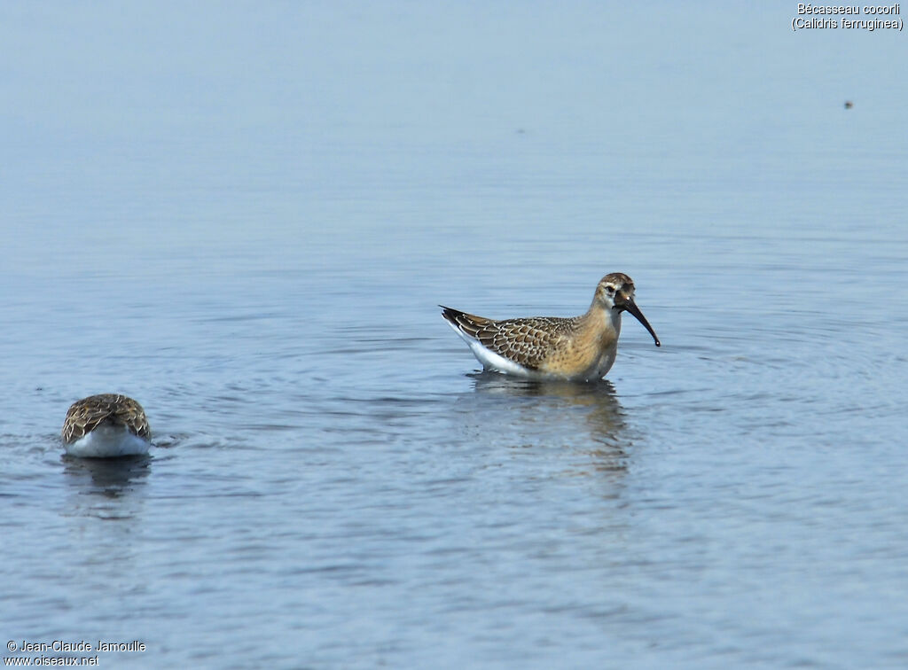 Bécasseau cocorli