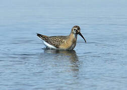 Curlew Sandpiper