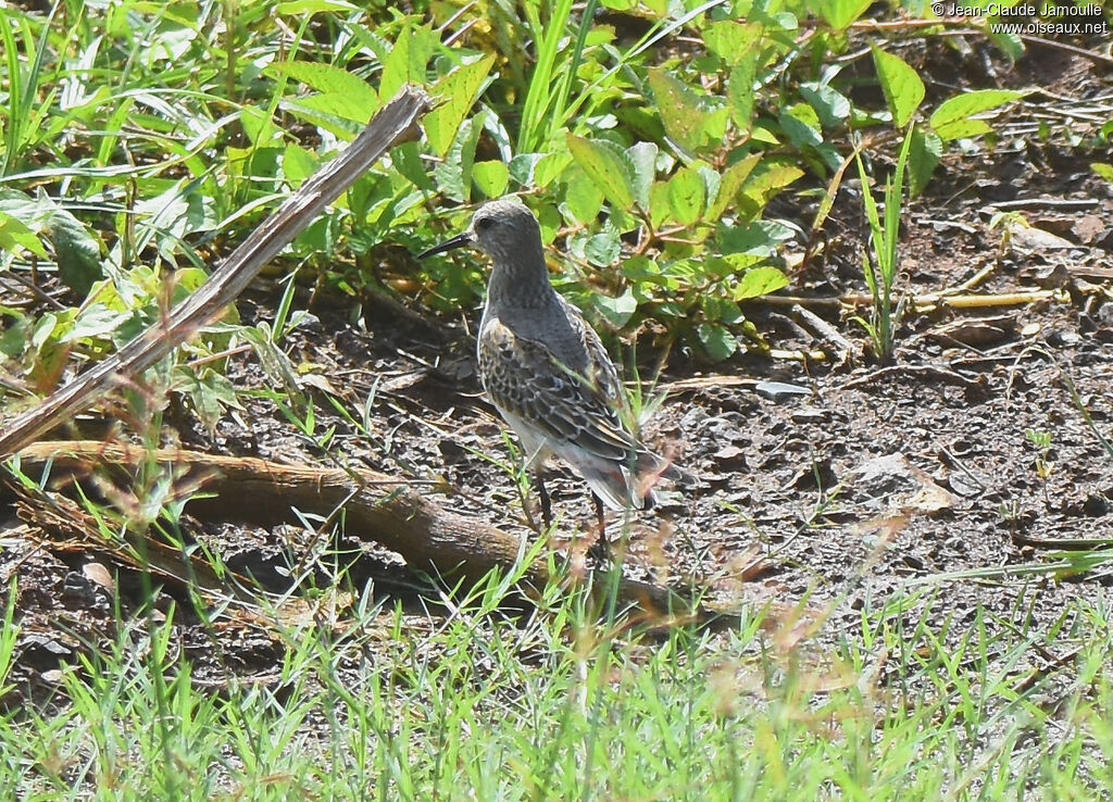 White-rumped Sandpiper