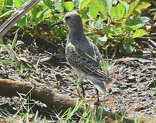 White-rumped Sandpiper