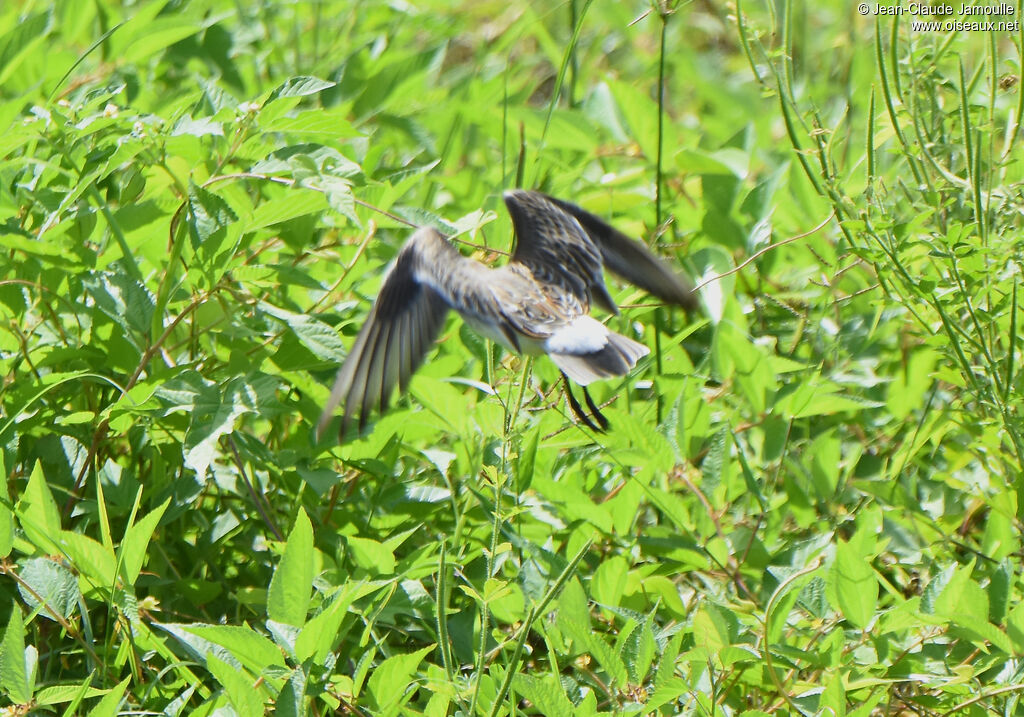 White-rumped Sandpiper