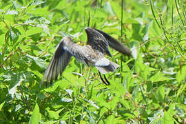 White-rumped Sandpiper