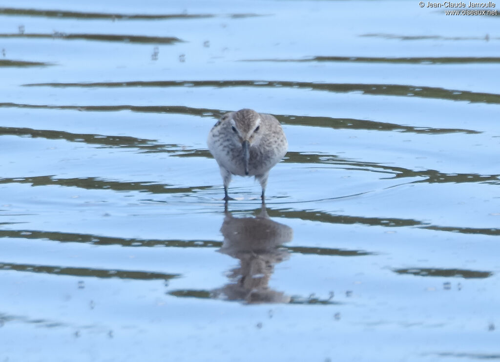 White-rumped Sandpiper