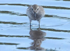 White-rumped Sandpiper