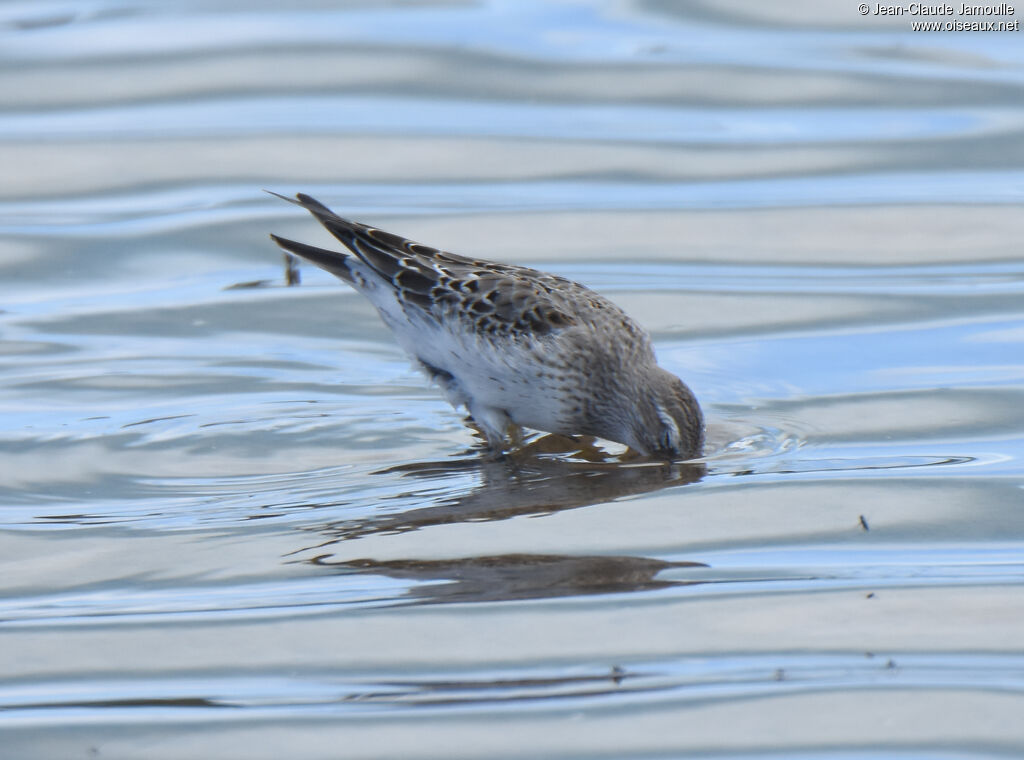 White-rumped Sandpiper