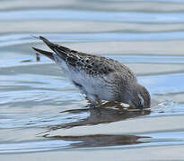 White-rumped Sandpiper