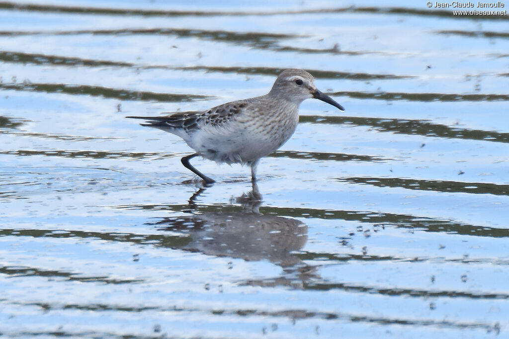 White-rumped Sandpiper