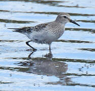 White-rumped Sandpiper