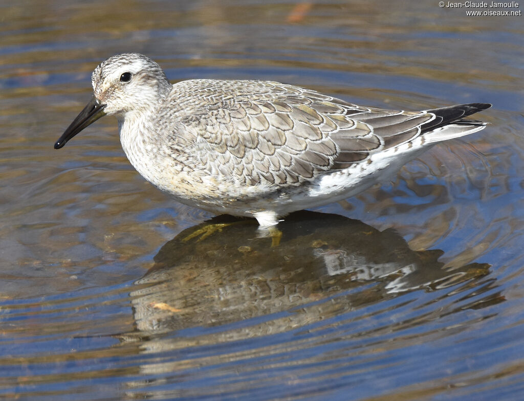 Bécasseau maubèchejuvénile, mange