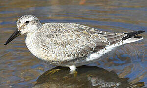 Red Knot