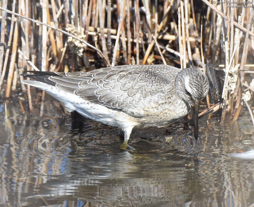 Bécasseau maubèche