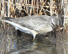 Red Knot