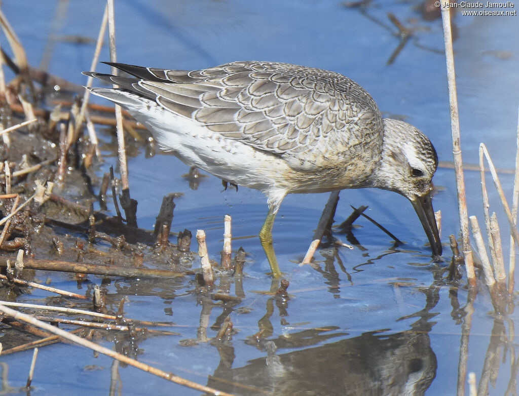 Red Knot