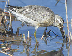 Red Knot