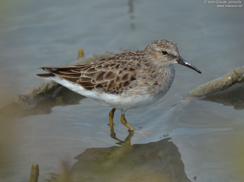 Bécasseau minusculeadulte, identification, composition, Vol, mange