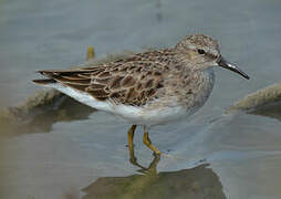 Least Sandpiper