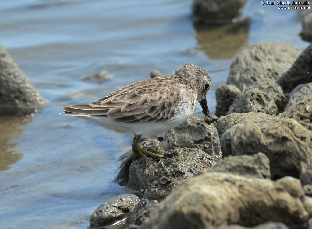 Bécasseau minusculeadulte, composition, marche, régime, mange