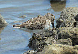 Least Sandpiper