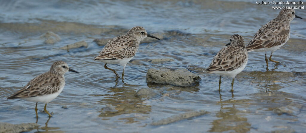 Bécasseau minusculeadulte, identification, composition, nage, marche, pêche/chasse