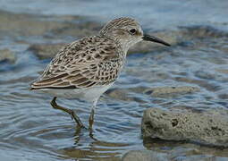 Least Sandpiper