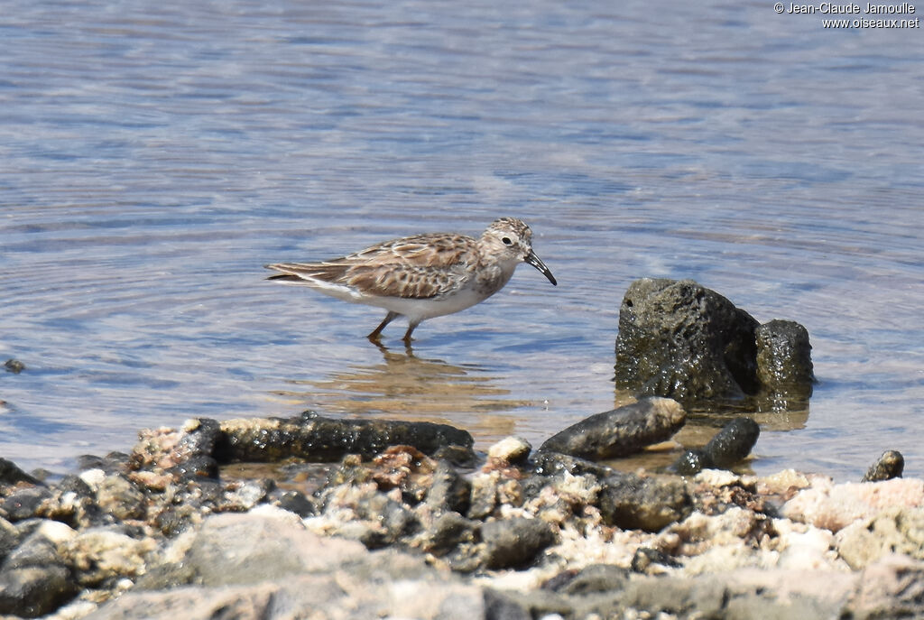 Least Sandpiper