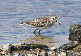 Least Sandpiper