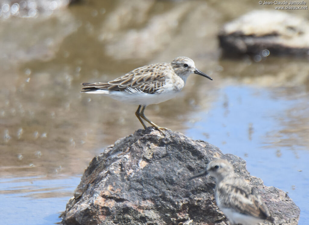 Least Sandpiper