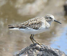 Least Sandpiper