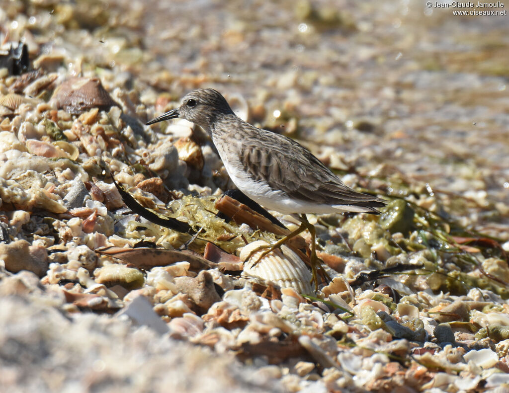 Least Sandpiper