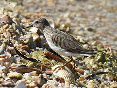 Least Sandpiper