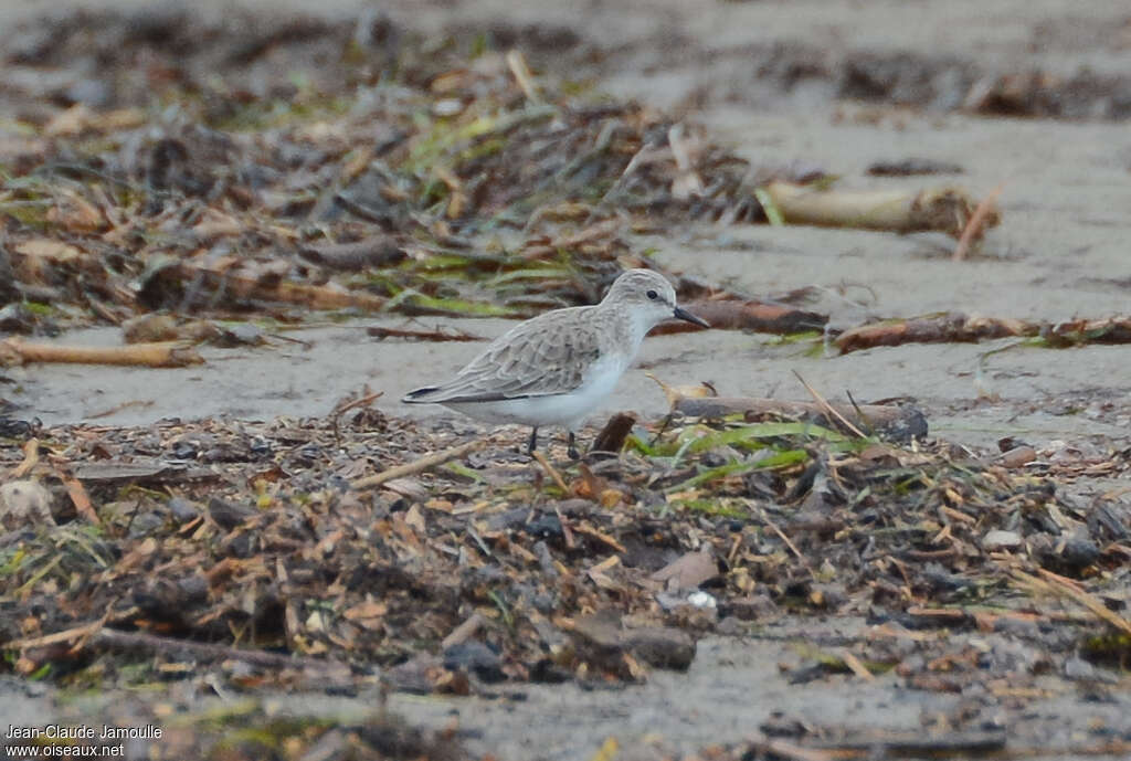 Little Stintadult post breeding, habitat, camouflage