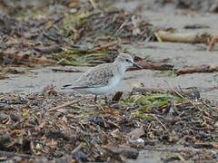 Little Stint