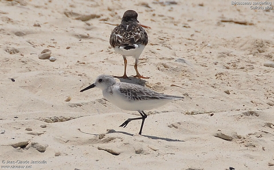 Bécasseau sanderling, Comportement