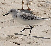 Bécasseau sanderling