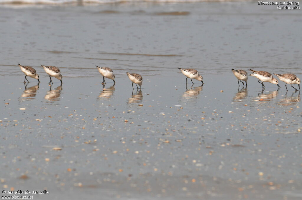 Bécasseau sanderling, Comportement