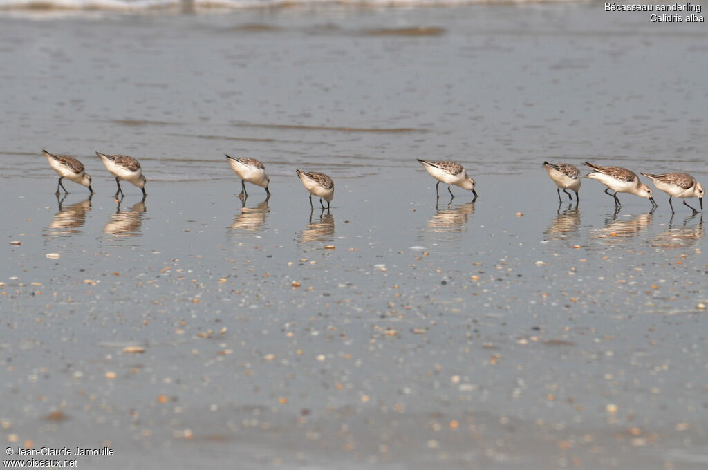 Bécasseau sanderling, Comportement