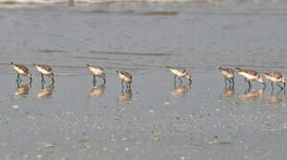 Bécasseau sanderling