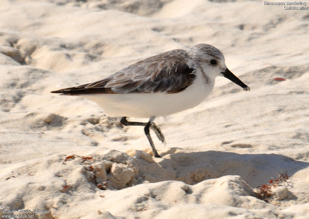 Sanderlingadult post breeding