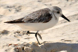 Bécasseau sanderling